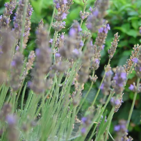 Gospodarstwo agroturystyczne Fiore *