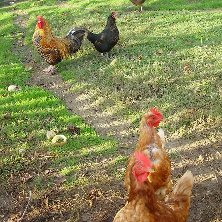 Agriturismo Fiore Farm stay